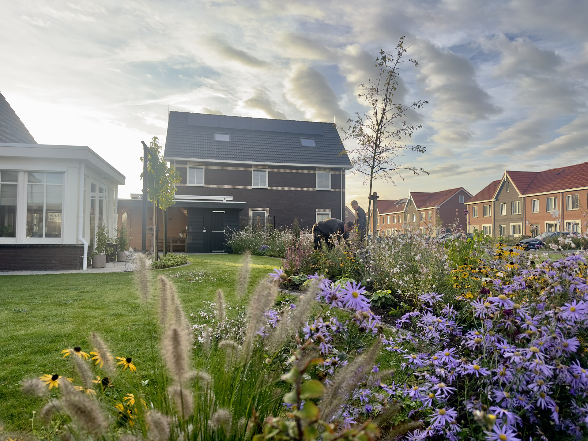 Bloeiende border met paarse asters, rudbeckia en lampenpoetsersgras bij een nieuwbouwwoning, met twee hoveniers aan het werk tussen de planten
